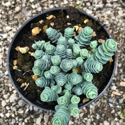 sedum Cauticola vaso 10