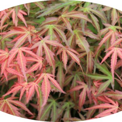 Acer palmatum Wilson's pink...