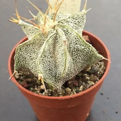 Astrophytum ornatum meztitian