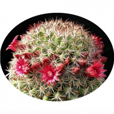  Mammillaria compacticaulis rep. 1047