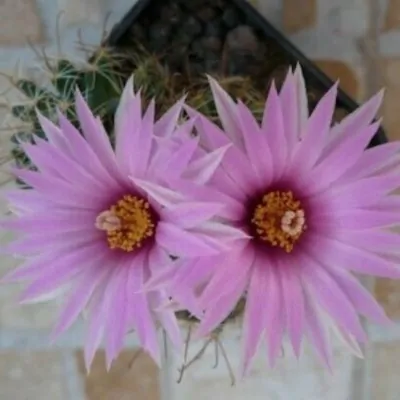 Mammillaria Mediorosei...