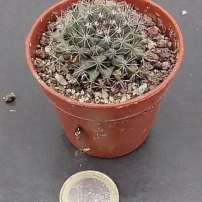 Mammillaria dawsonii