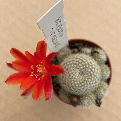 Rebutia Teresae