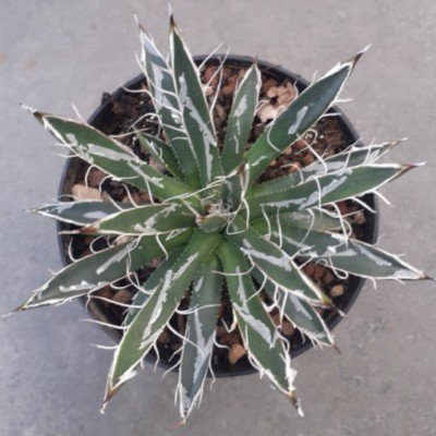 Agave Toumeyana Bella