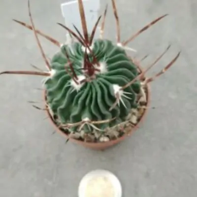 Echinofossulocactus...