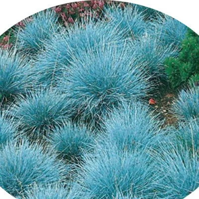 Festuca glauca 'Elijah...