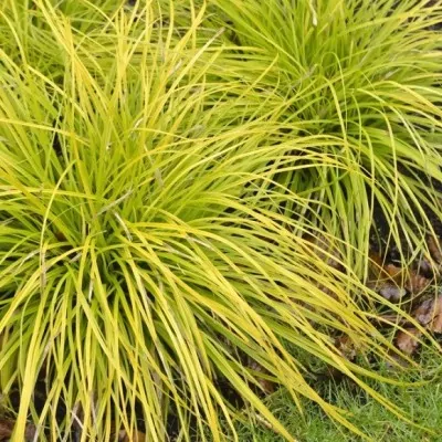 Carex Oshimensis Everillo