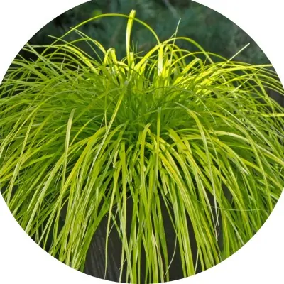 Carex Oshimensis Everillo