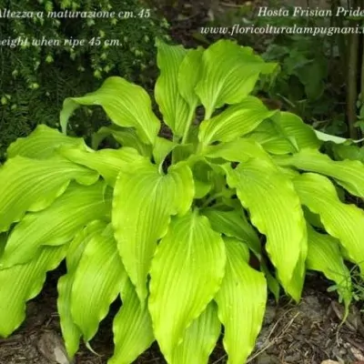 Hosta Frisian Pride