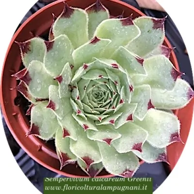 Sempervivum calcareum...