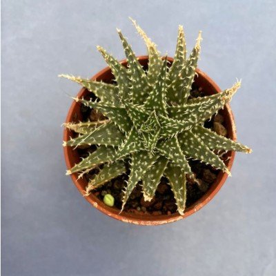 copy of Aloe schweinfurthii