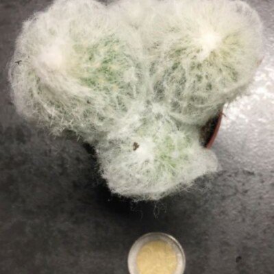 Espostoa lanata albissima