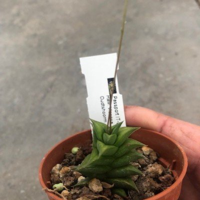 Haworthia Viscosa minima...