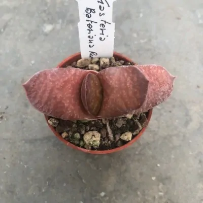 Gasteria Batesiana rubra