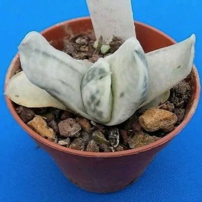 Gasteria Creme Brulé...