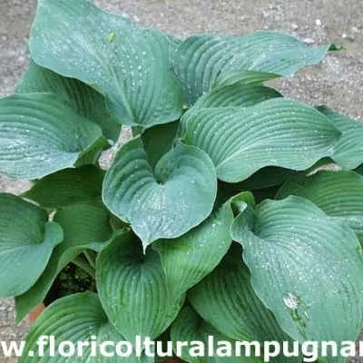 Hosta Blue Angel