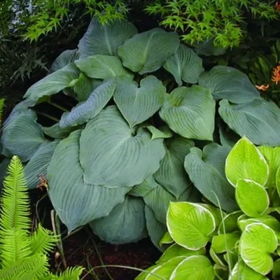 Hosta Blue Angel