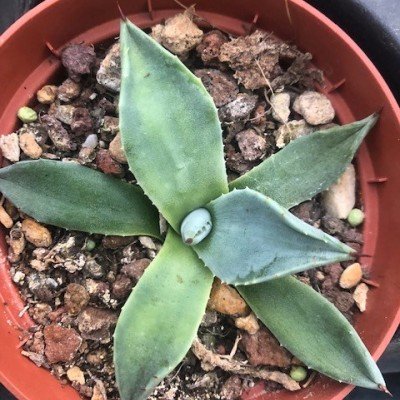 Agave Patonii