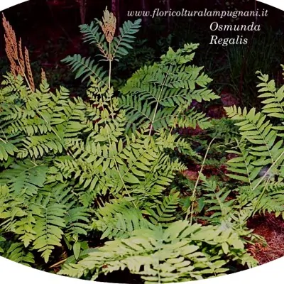 Osmunda Regalis