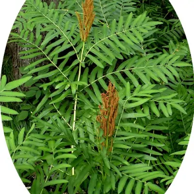 Osmunda Regalis