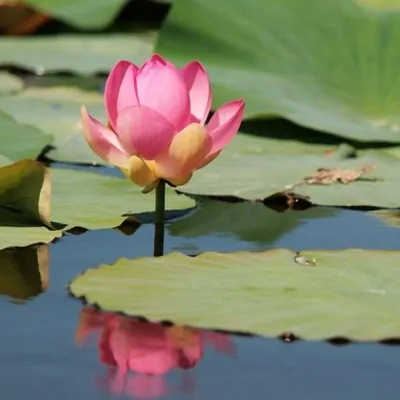 Fior di loto Nelumbo Nucifera