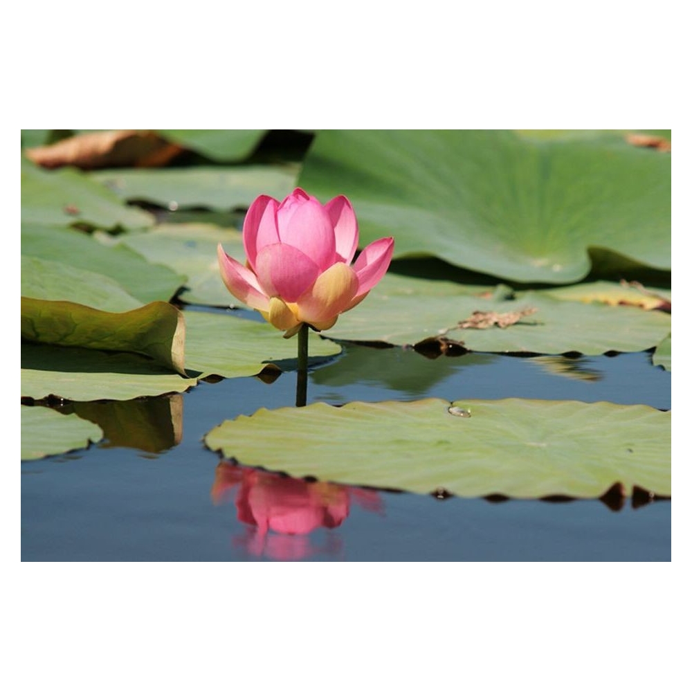 Fior di loto Nelumbo Nucifera