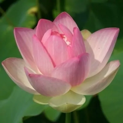 Fior di loto Nelumbo Nucifera