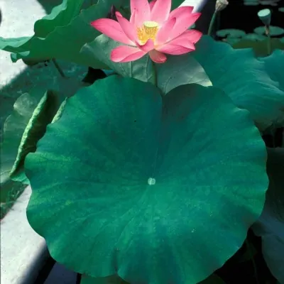 Fior di loto Nelumbo Nucifera