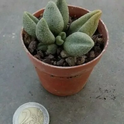 Adromischus marianiae fo....