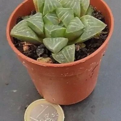 Haworthia Mutica rosea