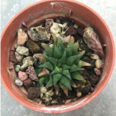 Haworthia  parkisiana pot. 5,5