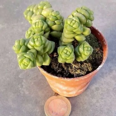 Crassula x marchandii