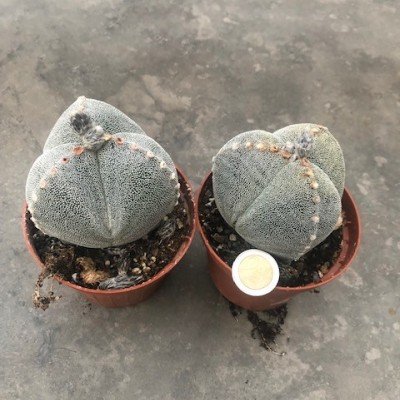 astrophytum myriostigma...