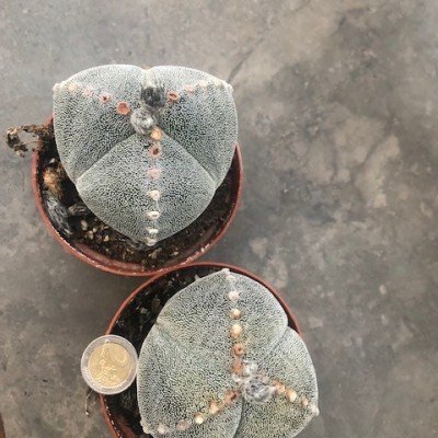 astrophytum myriostigma...