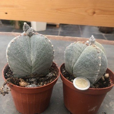 astrophytum myriostigma...