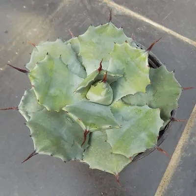 Agave Potatorum Veschaffeltii