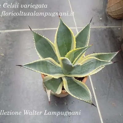 Agave Celsii variegata cm....