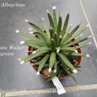 Agave Albopilosa