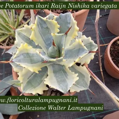 Agave Potaturum