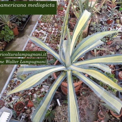 Agave Americana...