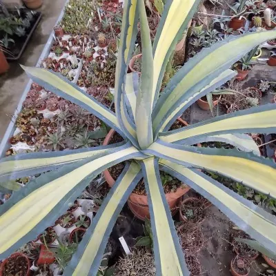 Agave Americana...