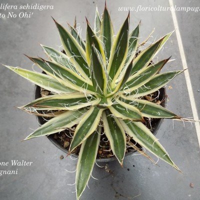 Agave filifera schidigera...