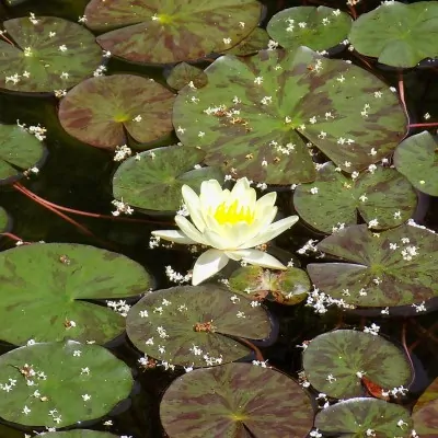 Nymphaea sulphurea NINFEA