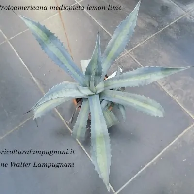 Agave Protoamericana...