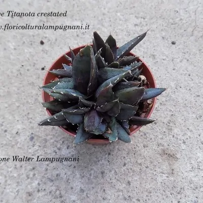 Agave Titanota Crestated