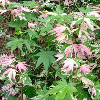 Acer palmatum Asahi zuru...