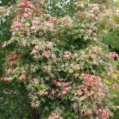 Acer palmatum Asahi zuru...