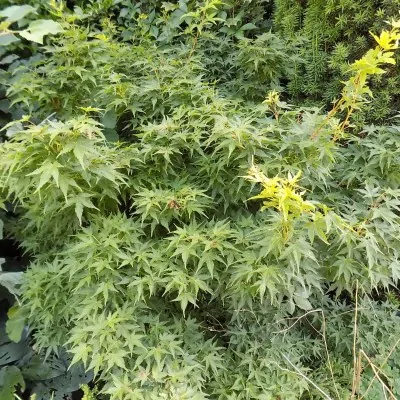 Acer Palmatum nana vaso 9