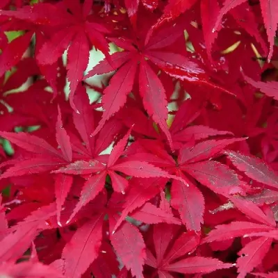 Acer palmatum 'Skeeter's...