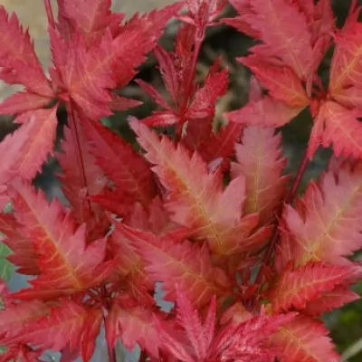 Acer Palmatum Beni Hagoromo...